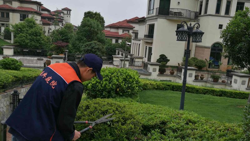 苗木种植技术视频教程：从选苗到养护的完整步骤详解