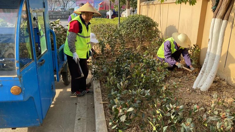 道路绿化带植物配置方法：科学搭配，提升城市绿意