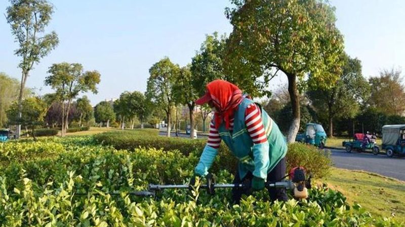 酒店大堂绿植租赁：如何选择专业供应商